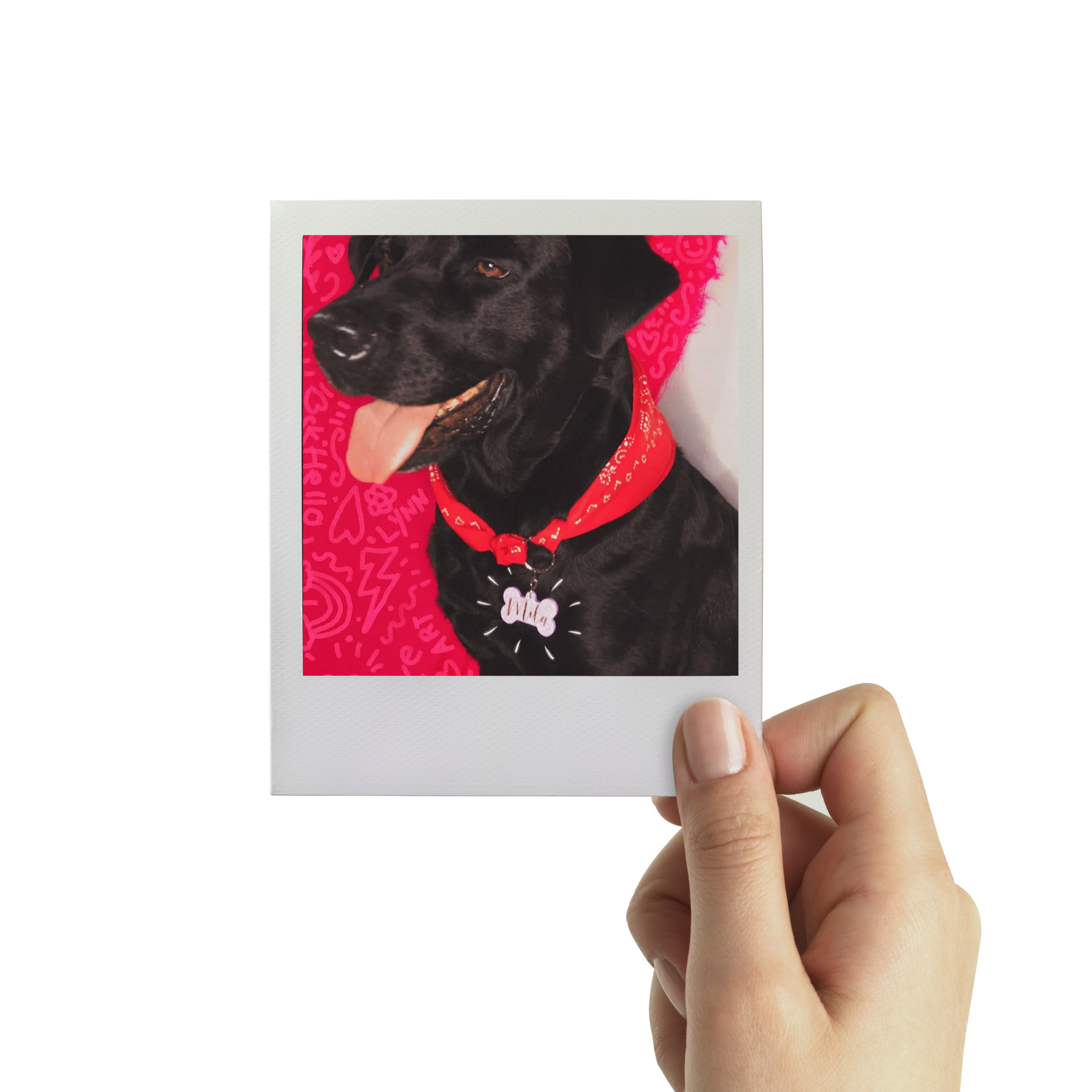Placas Mascotas
